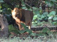 Indien Gujarat Sasan Gir Löwe_ES_FOC